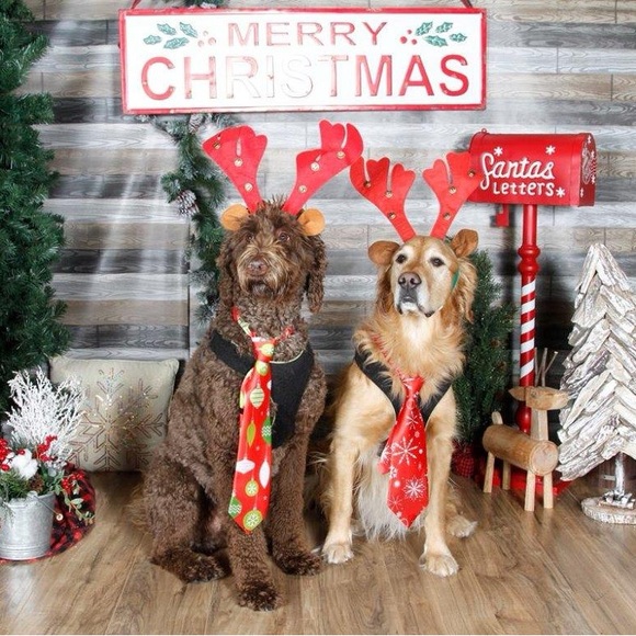 Meet your Posher, Janet - Picture 2 of 4